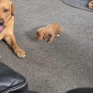 Litter of 5 mixed colour puppies - Image 6