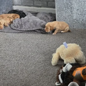 Litter of 5 mixed colour puppies - Image 7