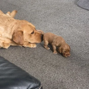 Litter of 5 mixed colour puppies - Image 8