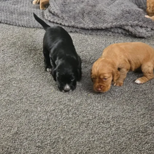 Litter of 5 mixed colour puppies