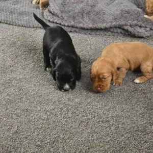 Litter of 5 mixed colour puppies