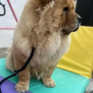 Chow chow