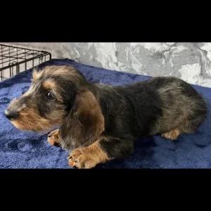 Miniature wired hair dachshunds, 12 weeks old - Image 2