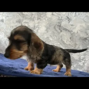 Miniature wired hair dachshunds, 12 weeks old - Image 3