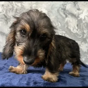 Miniature wired hair dachshunds, 12 weeks old - Image 4