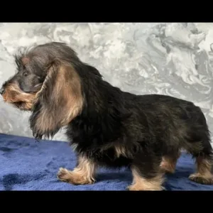 Miniature wired hair dachshunds, 12 weeks old - Image 5