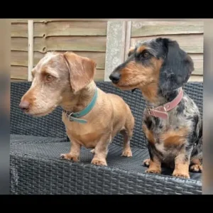 Miniature wired hair dachshunds, 12 weeks old - Image 6
