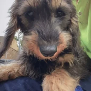 Miniature wired hair dachshunds, 12 weeks old - Image 7