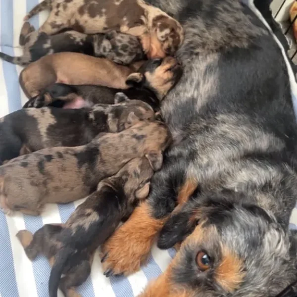 Miniature wired hair dachshunds, 12 weeks old