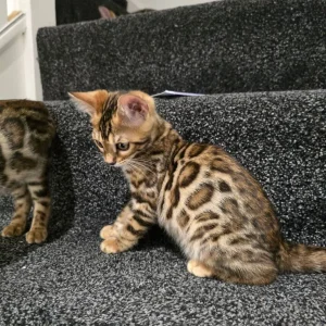 2 Bengal kittens boy & girl - Image 2