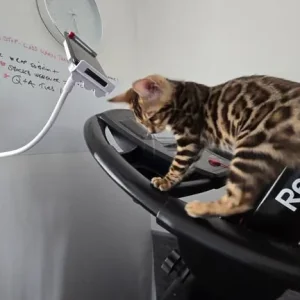 2 Bengal kittens boy & girl - Image 3