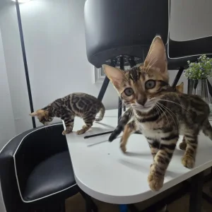 2 Bengal kittens boy & girl - Image 4