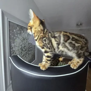 2 Bengal kittens boy & girl - Image 5