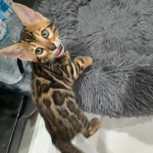2 Bengal kittens boy & girl - Image 6