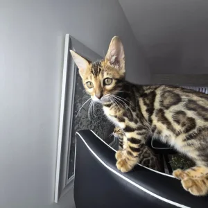 2 Bengal kittens boy & girl - Image 7