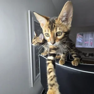 2 Bengal kittens boy & girl - Image 8