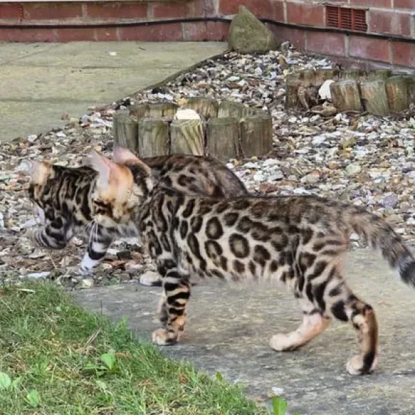2 Bengal kittens boy & girl