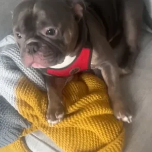 2 year old Micro bully - Image 2