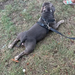 2 year old Micro bully - Image 3