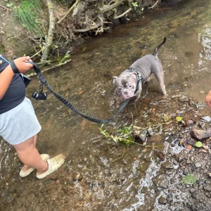 2 year old Micro bully - Image 5