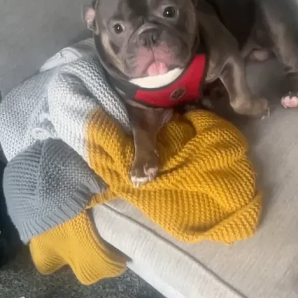 2 year old Micro bully