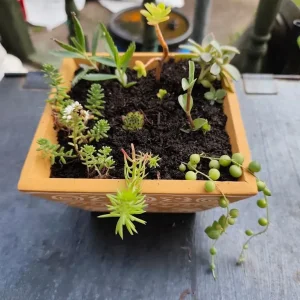 Live plants collection - Image 2