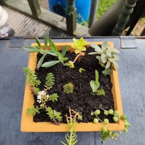 Live plants collection - Image 3