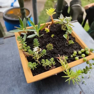 Live plants collection - Image 4