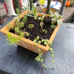 Live plants collection