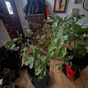 Variegated Weeping Fig - Image 2