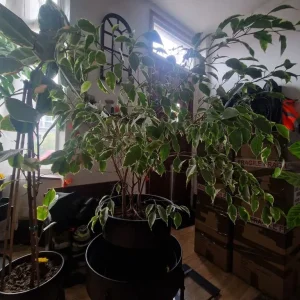 Variegated Weeping Fig - Image 3