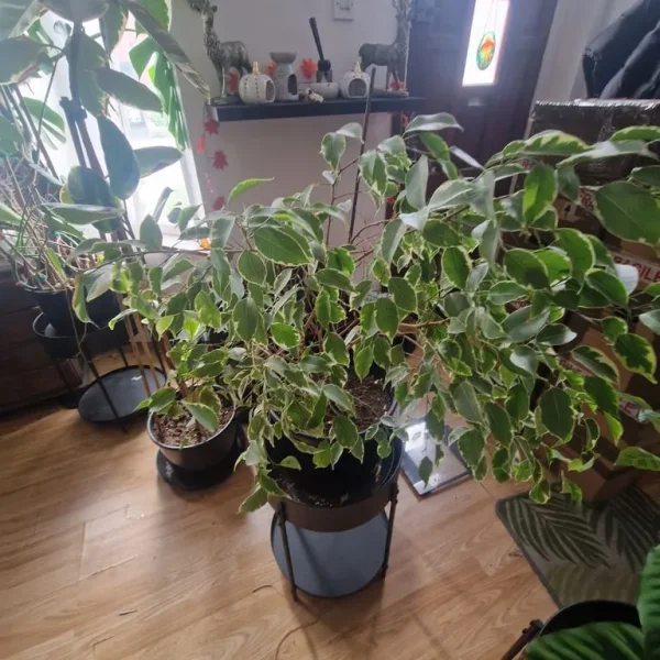 Variegated Weeping Fig