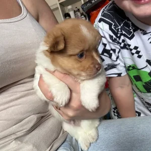 Pomchi puppy - Image 2