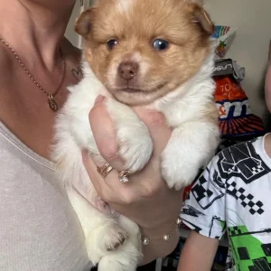 Pomchi puppy - Image 3