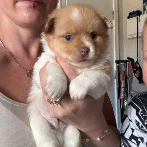 Pomchi puppy - Image 4