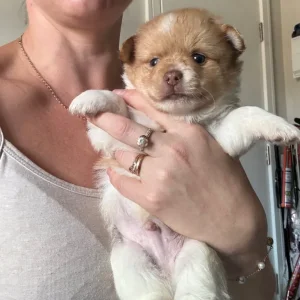 Pomchi puppy - Image 5