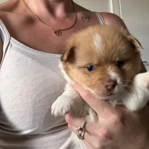 Pomchi puppy - Image 6