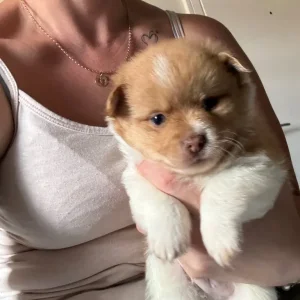 Pomchi puppy - Image 7
