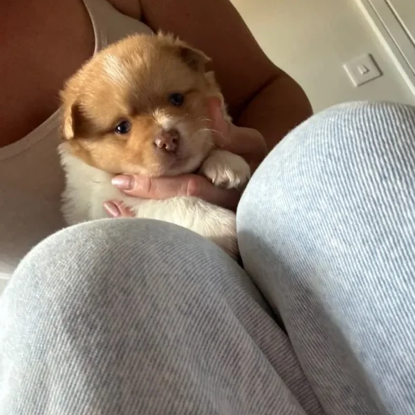Pomchi puppy