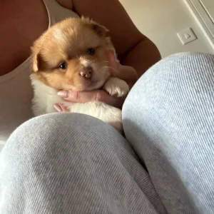 Pomchi puppy