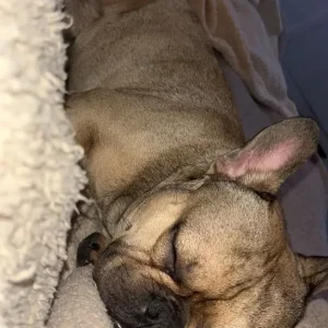Rocky - French Bulldog - Image 2
