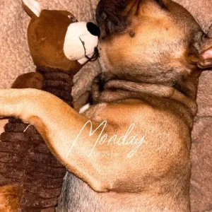 Rocky - French Bulldog - Image 3