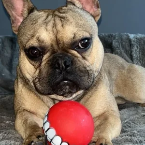Rocky - French Bulldog - Image 4