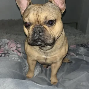 Rocky - French Bulldog - Image 5