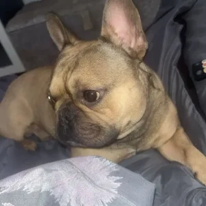 Rocky - French Bulldog - Image 6