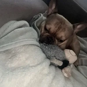 Rocky - French Bulldog