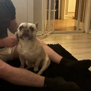 Male frenchie