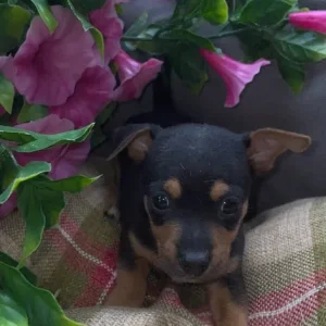 Chihuahua puppies - Image 2