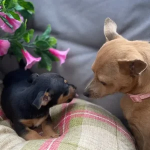 Chihuahua puppies - Image 3