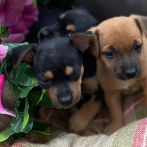 Chihuahua puppies - Image 4
